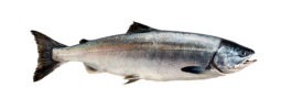 Alaska Wildfisch