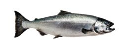 Alaska Wildfisch