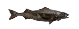 Alaska Wildfisch