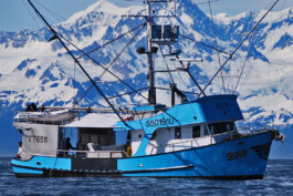 Alaska Wildfisch