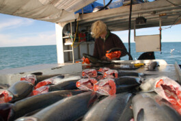 Claudia beim Reinigen der frisch gefangenen Lachse 