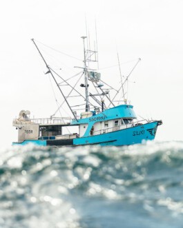 Alaska Wildfisch